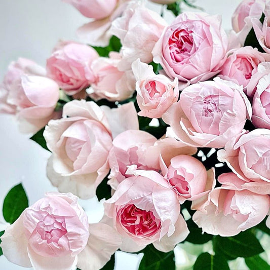 Pivoine rose (12 pièces)