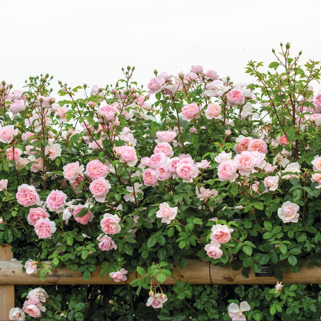 Struikrozen - Belle Epoque