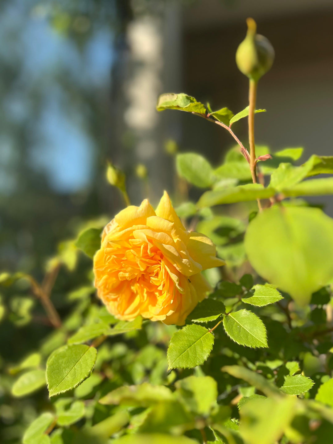 Gele rozen - Belle Epoque