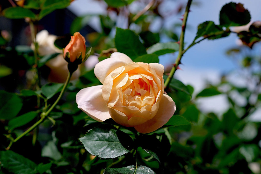 Oranje rozen - Belle Epoque