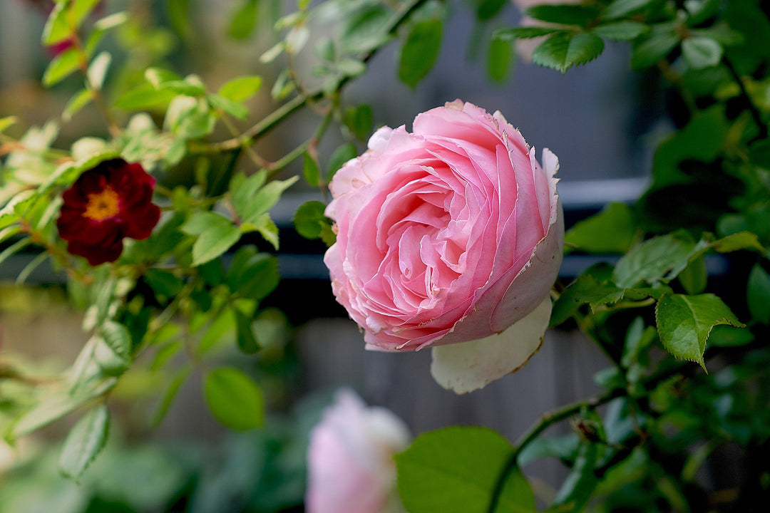 Roze rozen - Belle Epoque