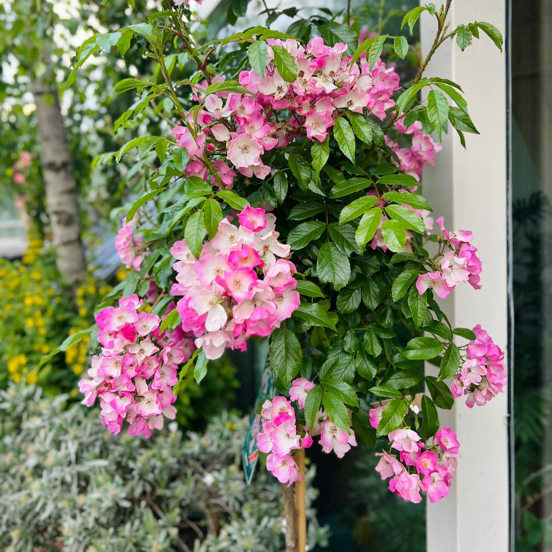 Stamrozen - Belle Epoque