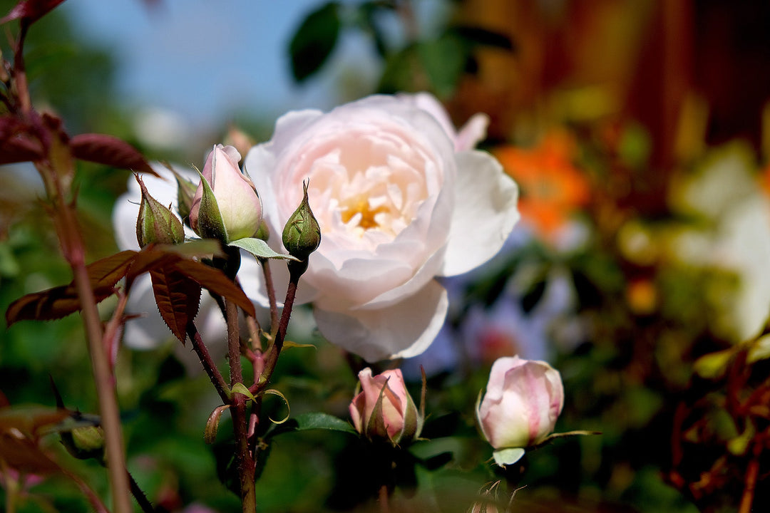 Witte rozen - Belle Epoque