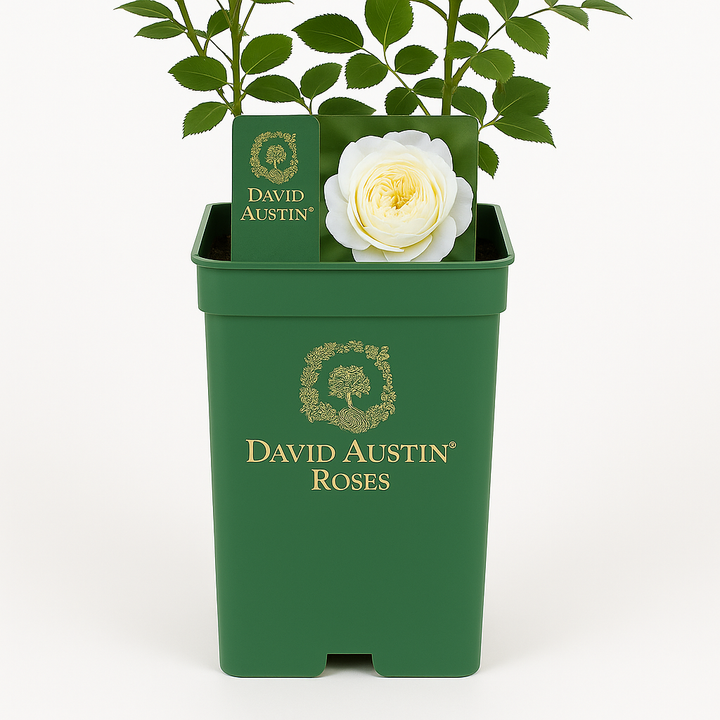 Claire Austin (Ausprior) (on stem)