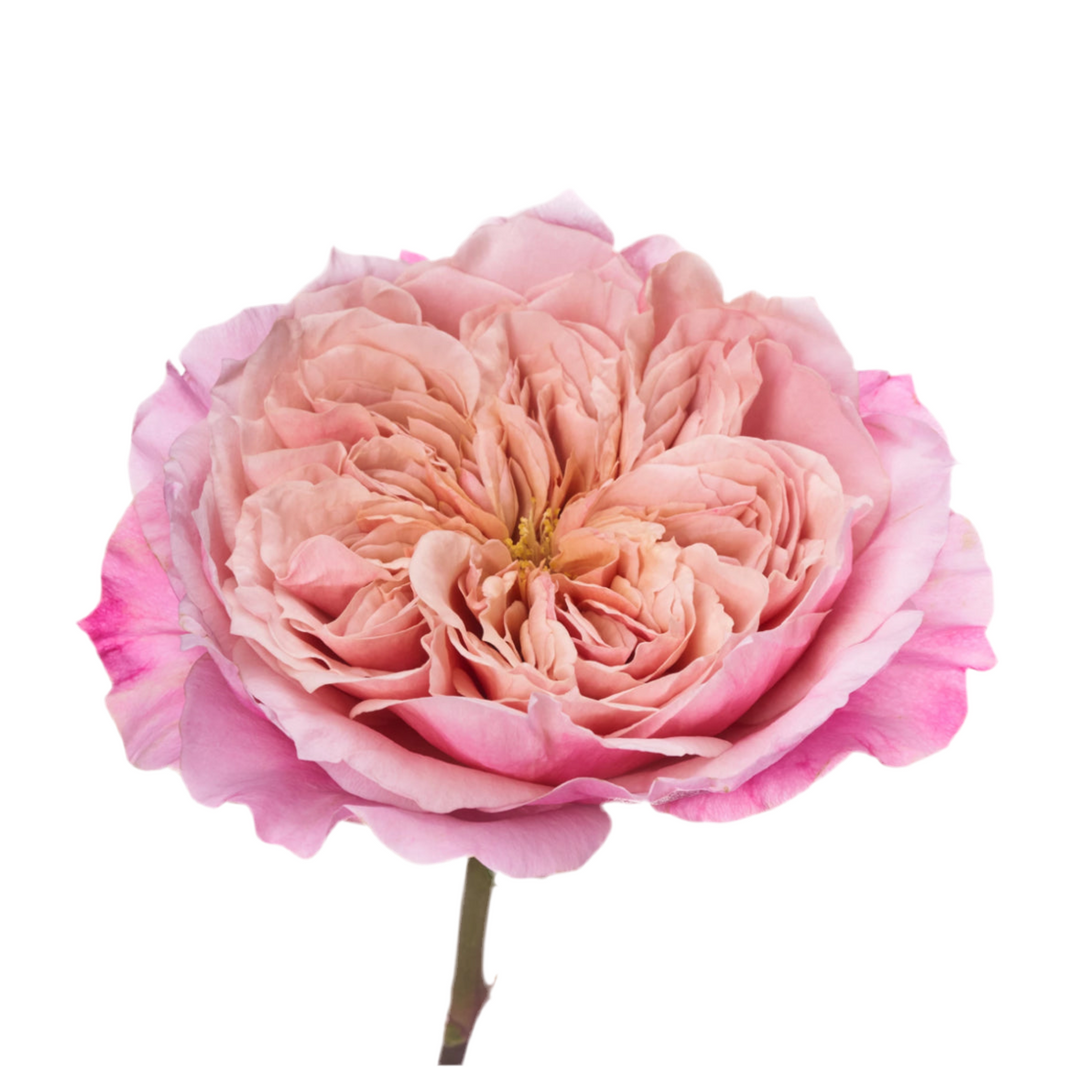 Wabara Miyabi (12 Stück)