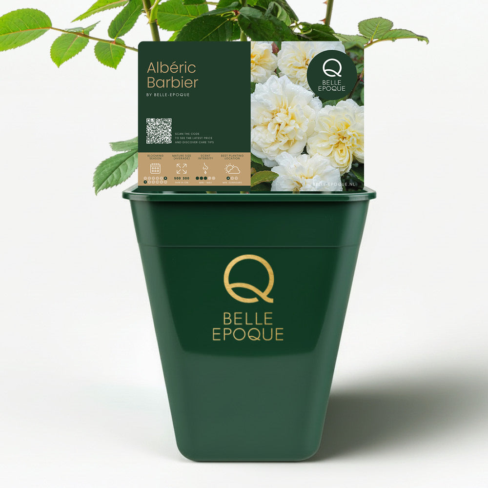 Albéric Barbier (XL Kletterrose)