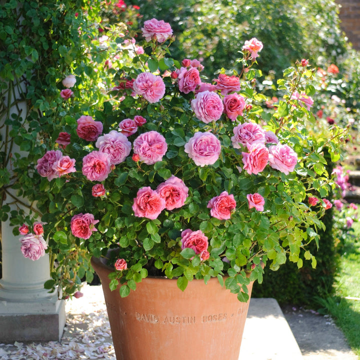 Princesse Alexandra de Kent (Ausmerchant) (sur tige)