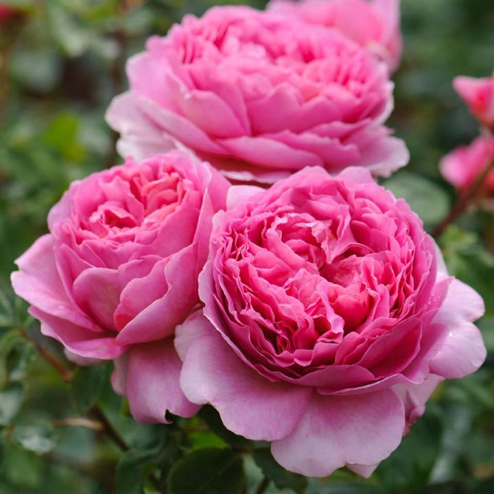 Princesse Alexandra de Kent (Ausmerchant) (sur tige)