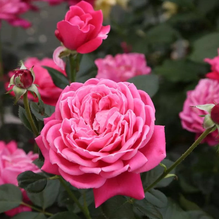 Alexandre Astrier (NEW 2026)