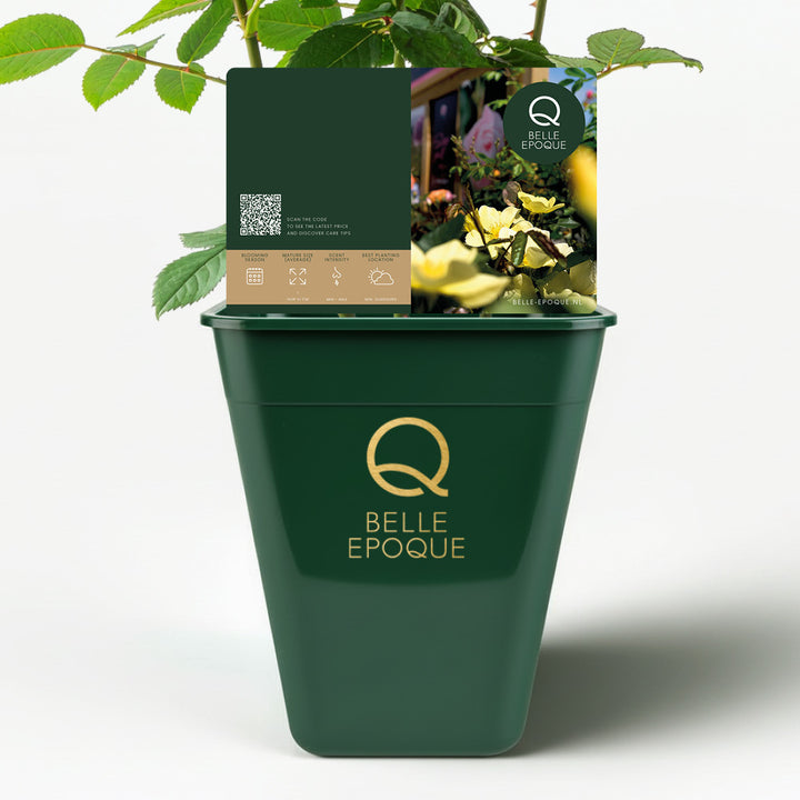 The Fairy (standard rose)