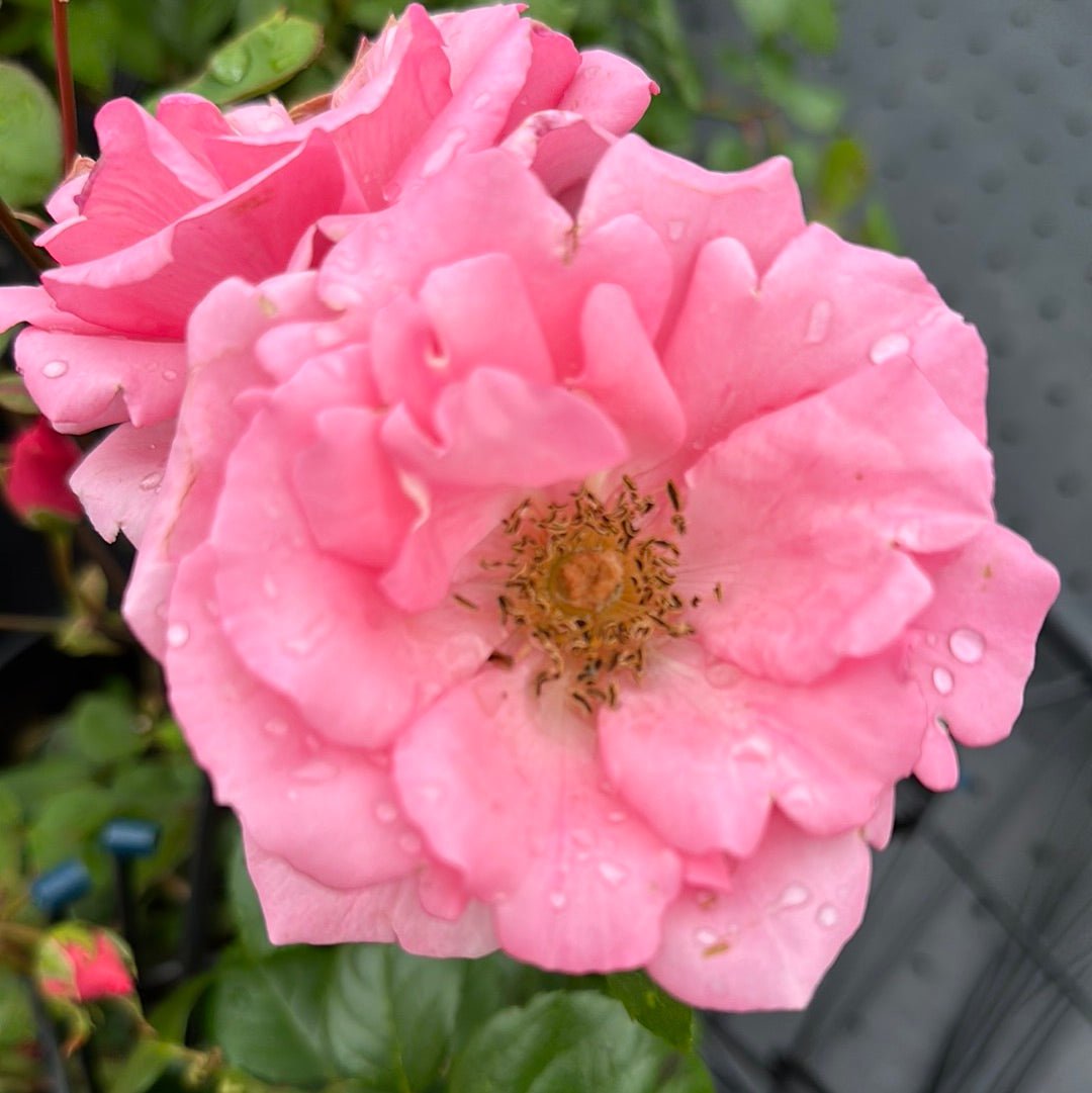 Bantra Bay - Belle Epoque