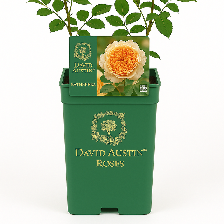 Bathsheba (Ausschimbley)