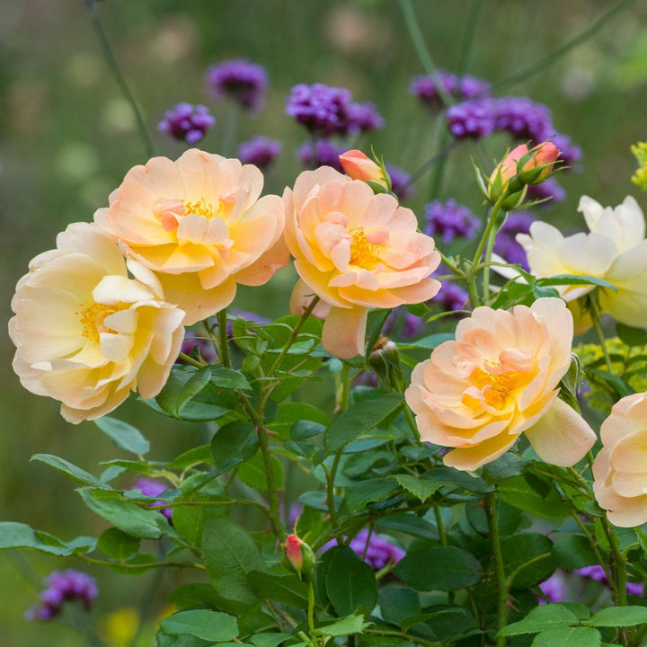 Der aufsteigende Lerch (Ausursula)