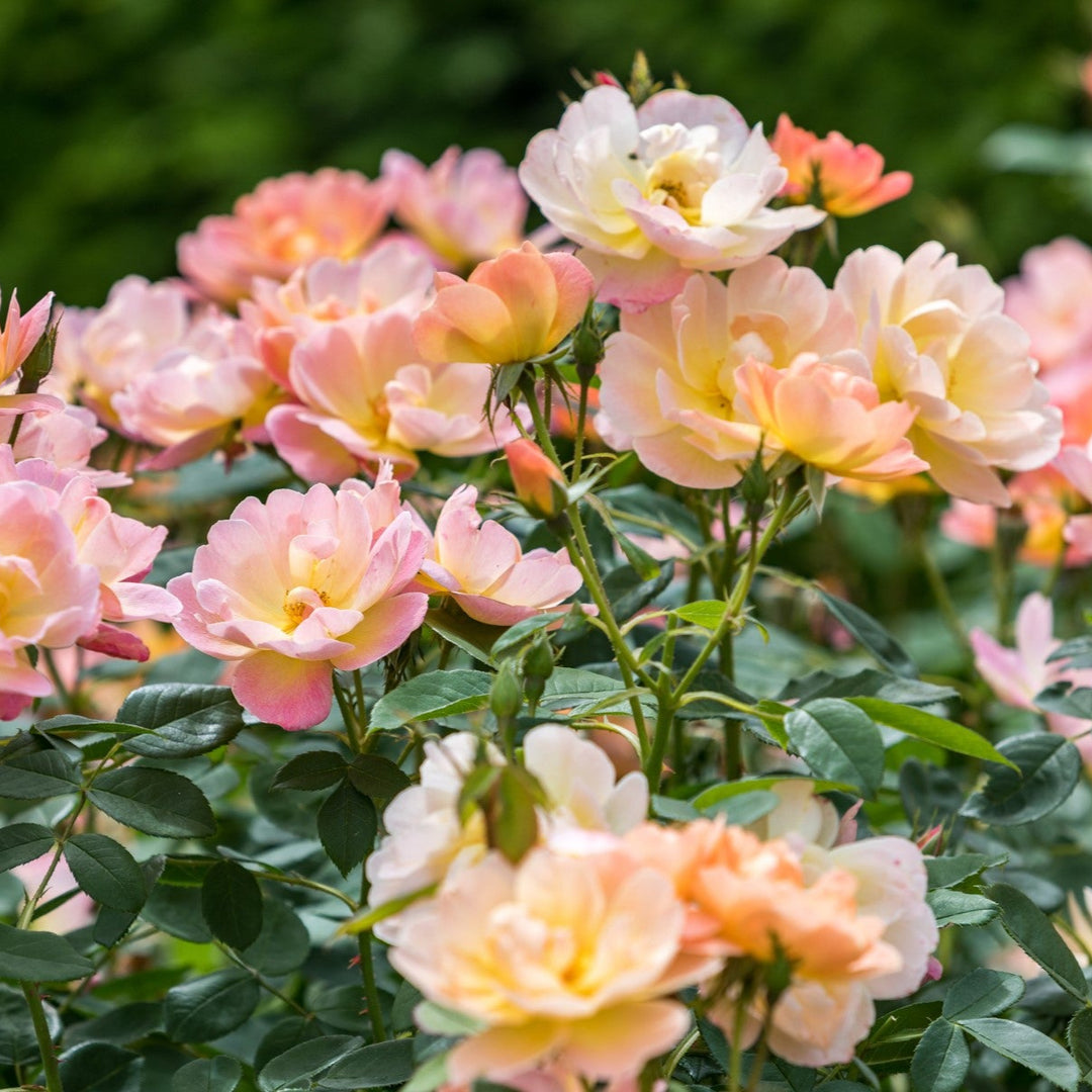 Der aufsteigende Lerch (Ausursula)