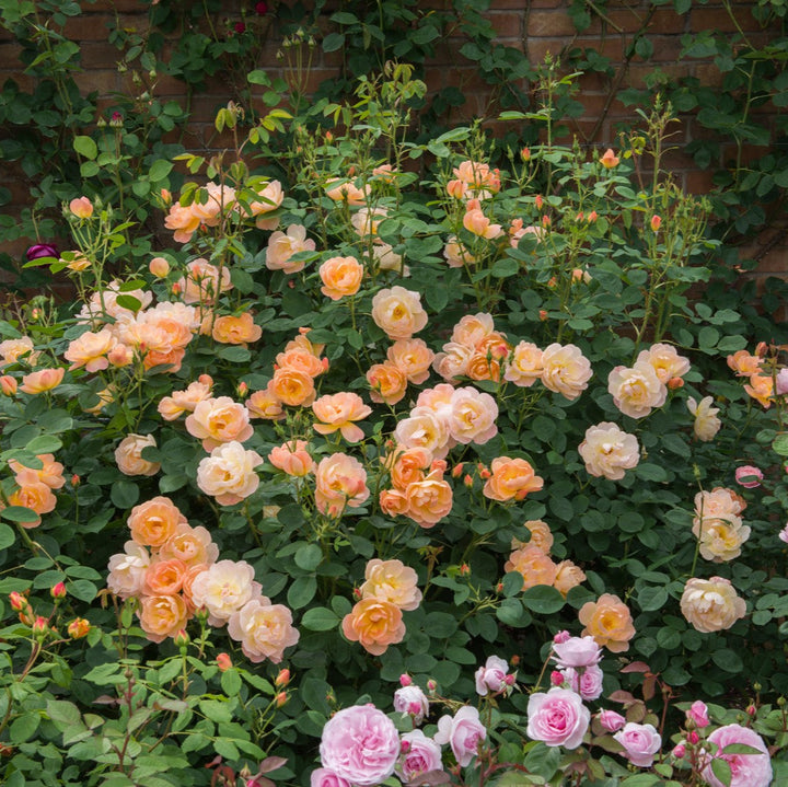 Der aufsteigende Lerch (Ausursula)