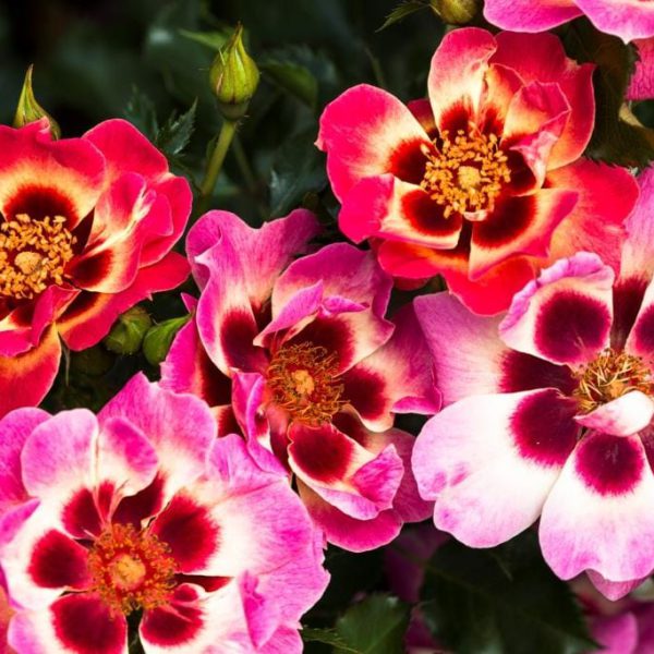 Yeux de Babylone Rougissants