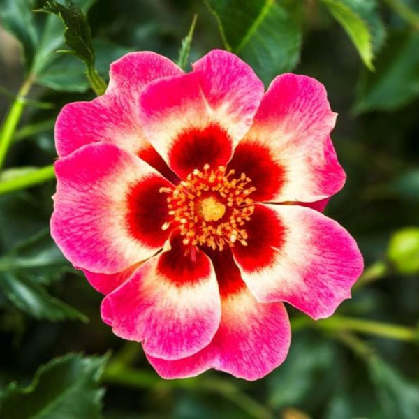 Yeux de Babylone Rougissants