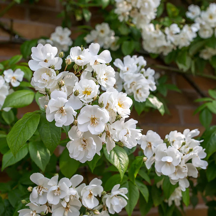 Bobbie James (XL klimroos)