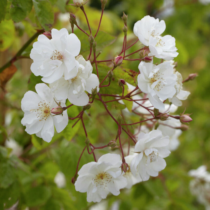 Bobbie James (XL klimroos)