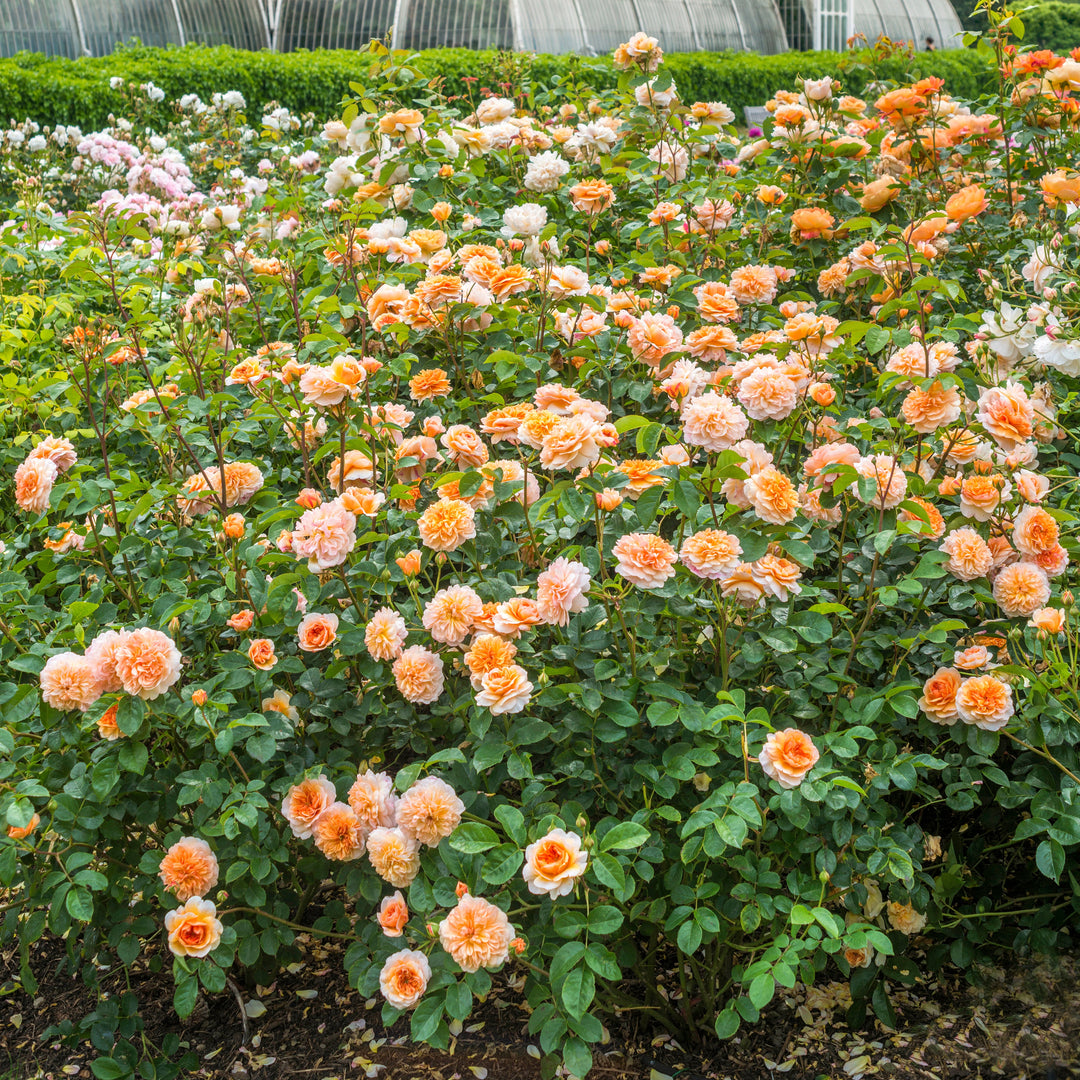 Port Sunlight (Auslofty)