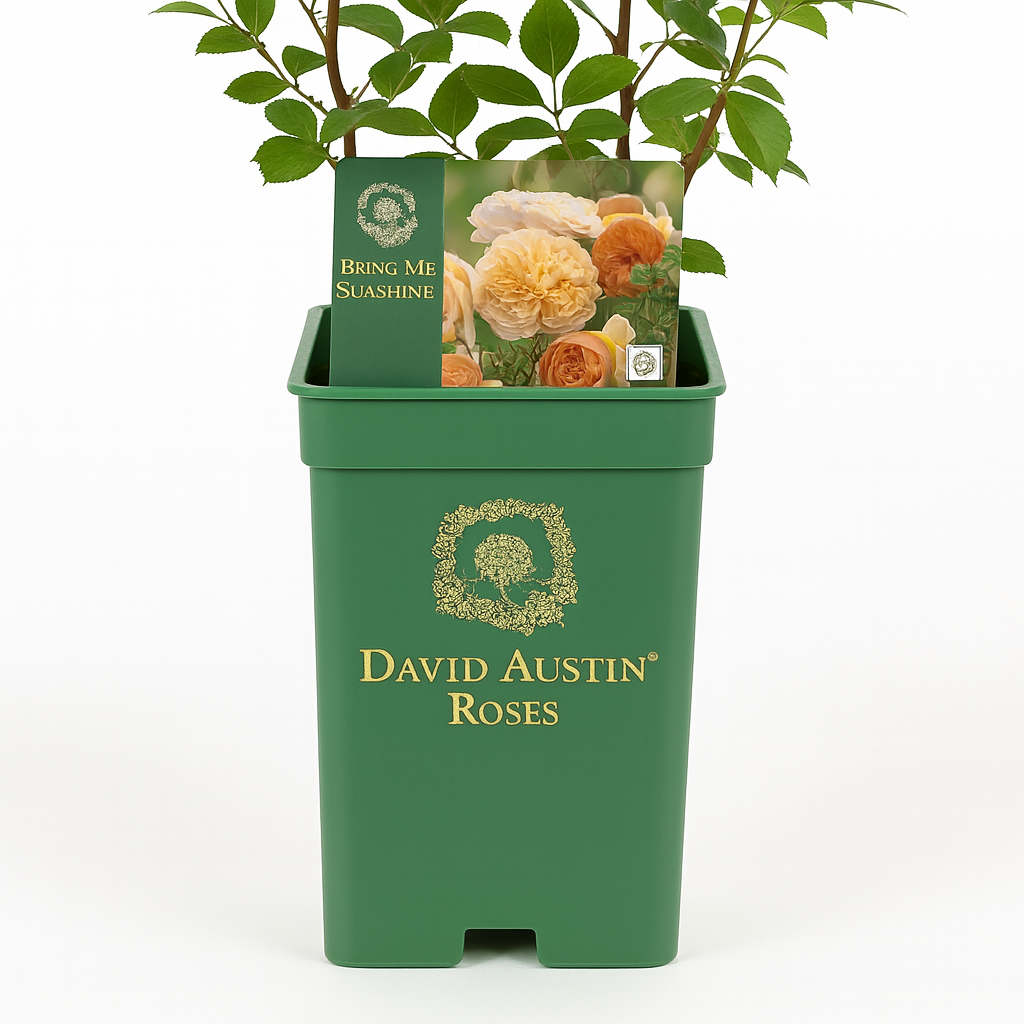 Bring me Sunshine (Ausernie)