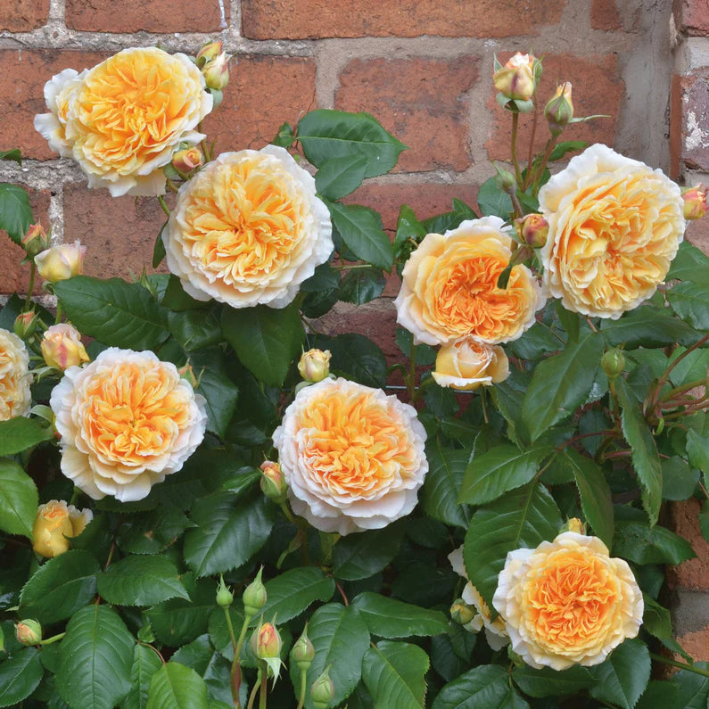 Crown Princess Margareta (XL Klimroos)