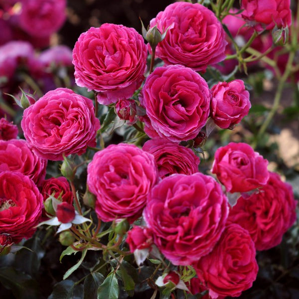 Cyclamen Pierre de Ronsard