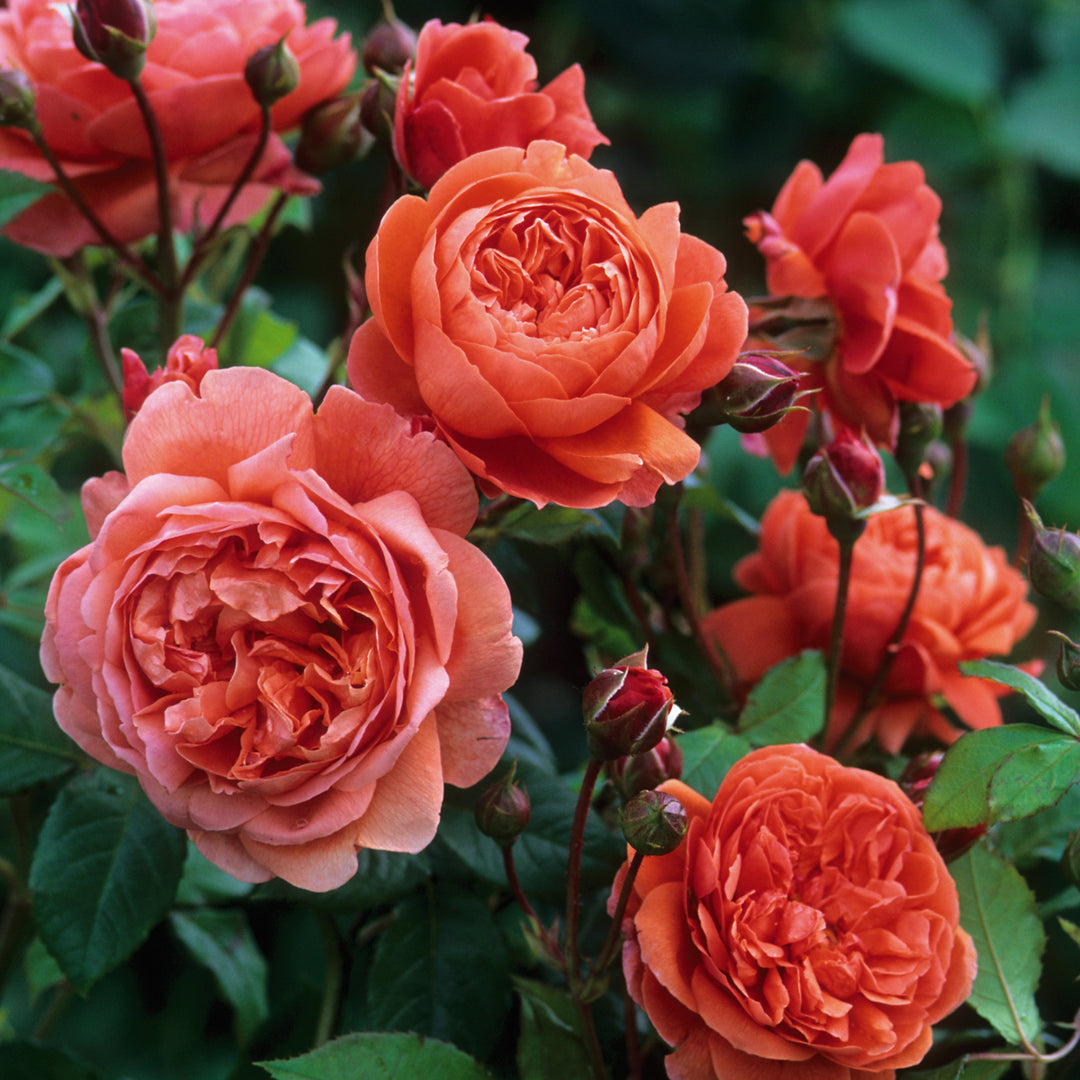 Chanson d'été (Austango)