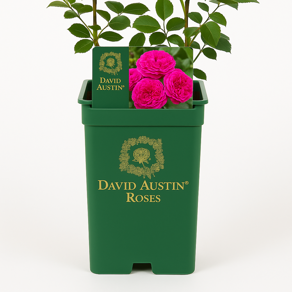 Rose d'Angleterre (Auslounge)