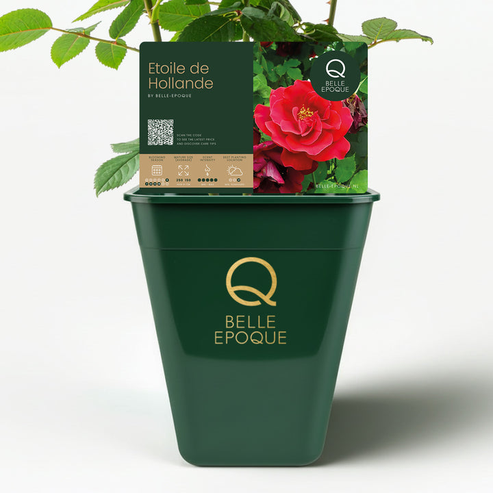 Étoile de Hollande (XL Klimroos)