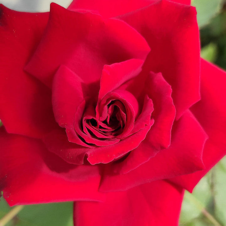 Klimroos Etoile de Hollande