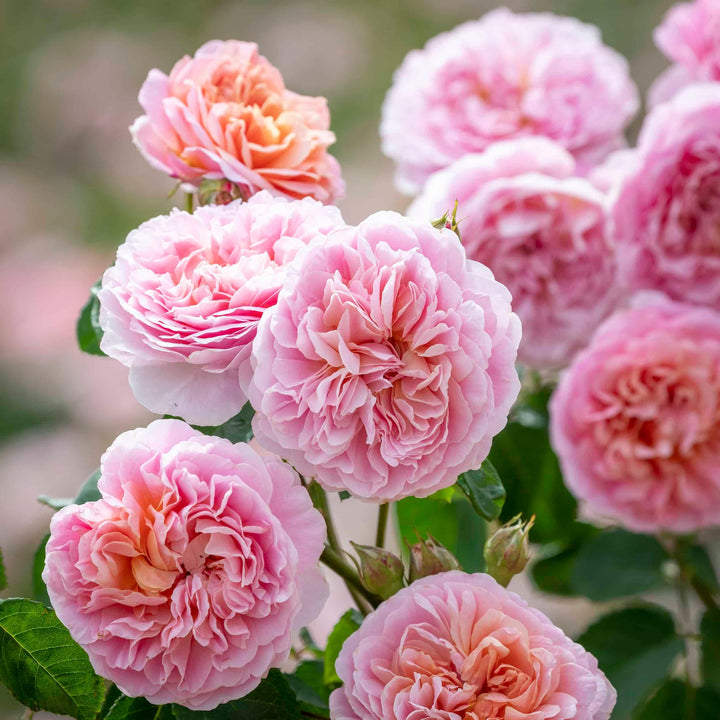 Abrikoosroze rozetvormige bloemen op rood getinte stelen, bossige groei, sterke geur.
