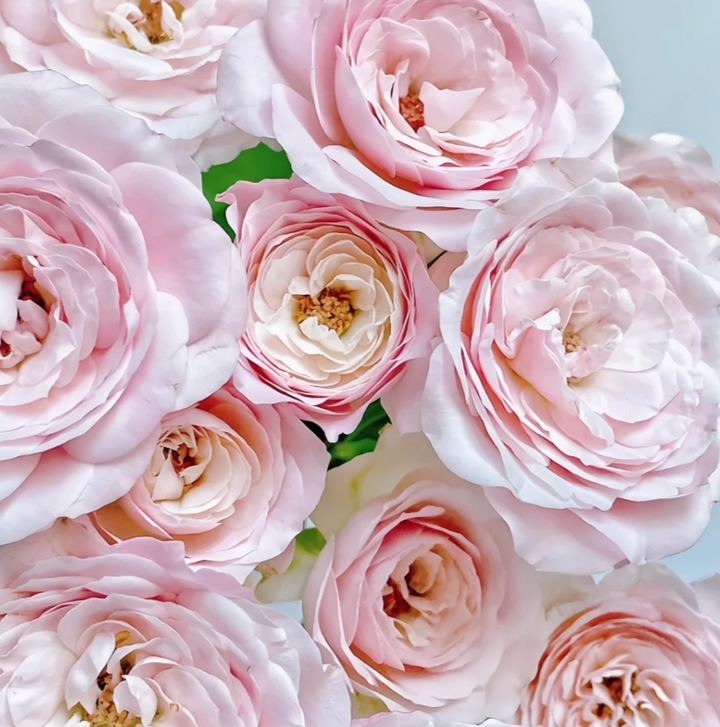 Rose du Japon Princesse Baiser de Fée