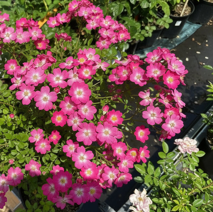 Rose japonaise BI – Kokoro Ai (Amour du cœur) (NOUVEAU 2026)