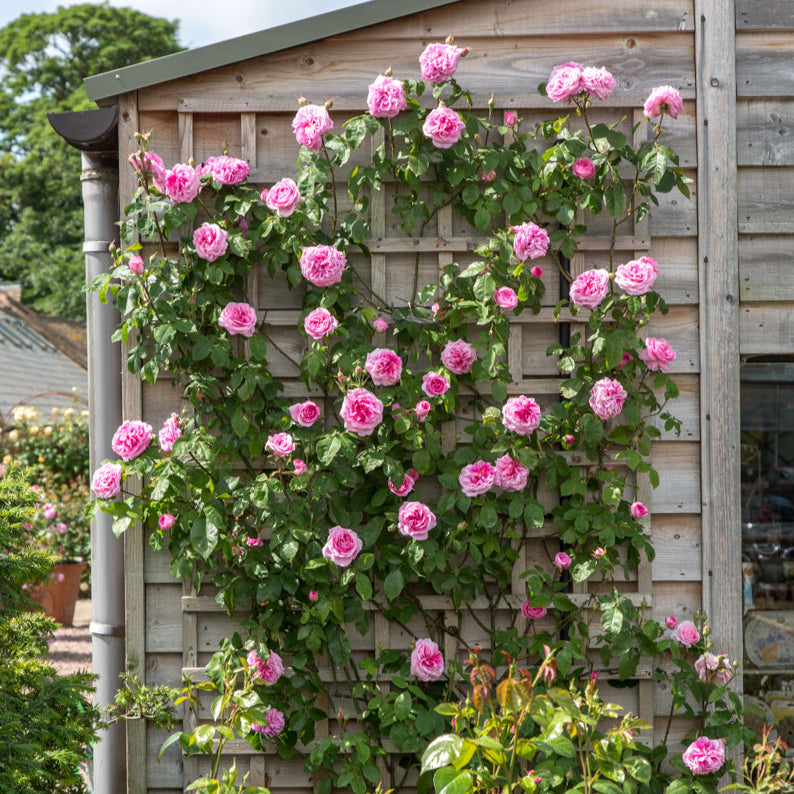 Gertrude Jekyll (Ausboard)