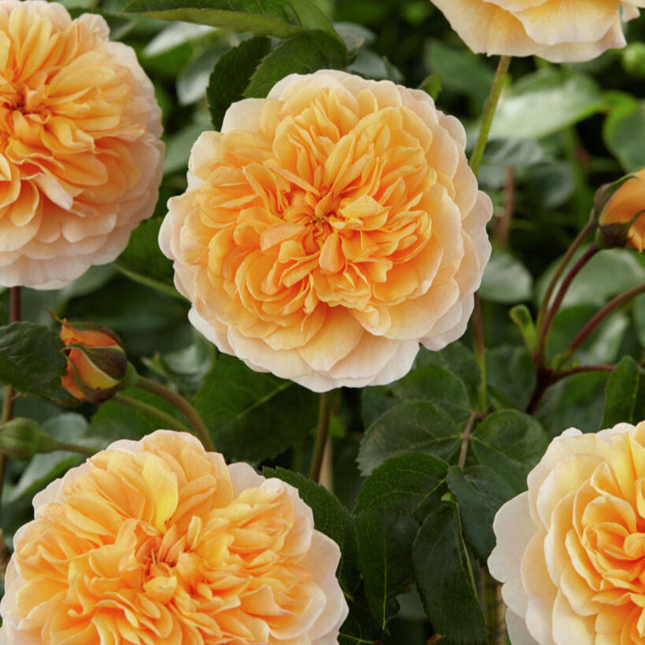 Port Sunlight (Auslofty)