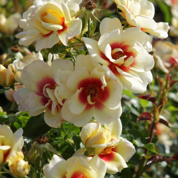 Glorious Babylon Eyes