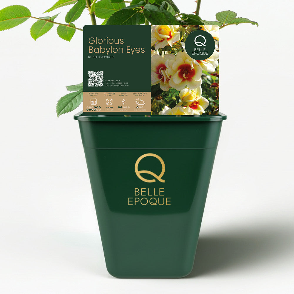 Glorious Babylon Eyes