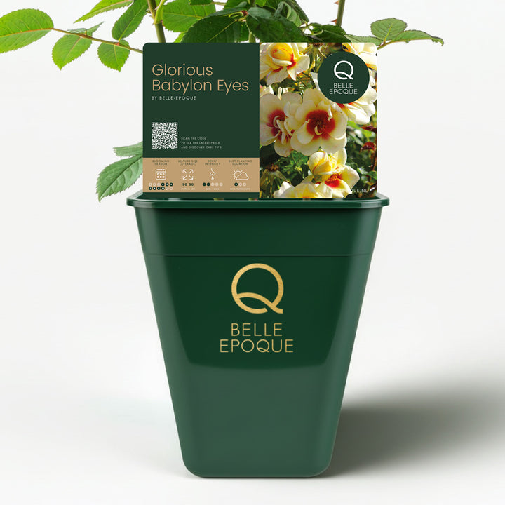 Glorious Babylon Eyes