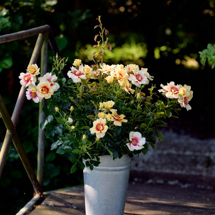 Glorious Babylon Eyes