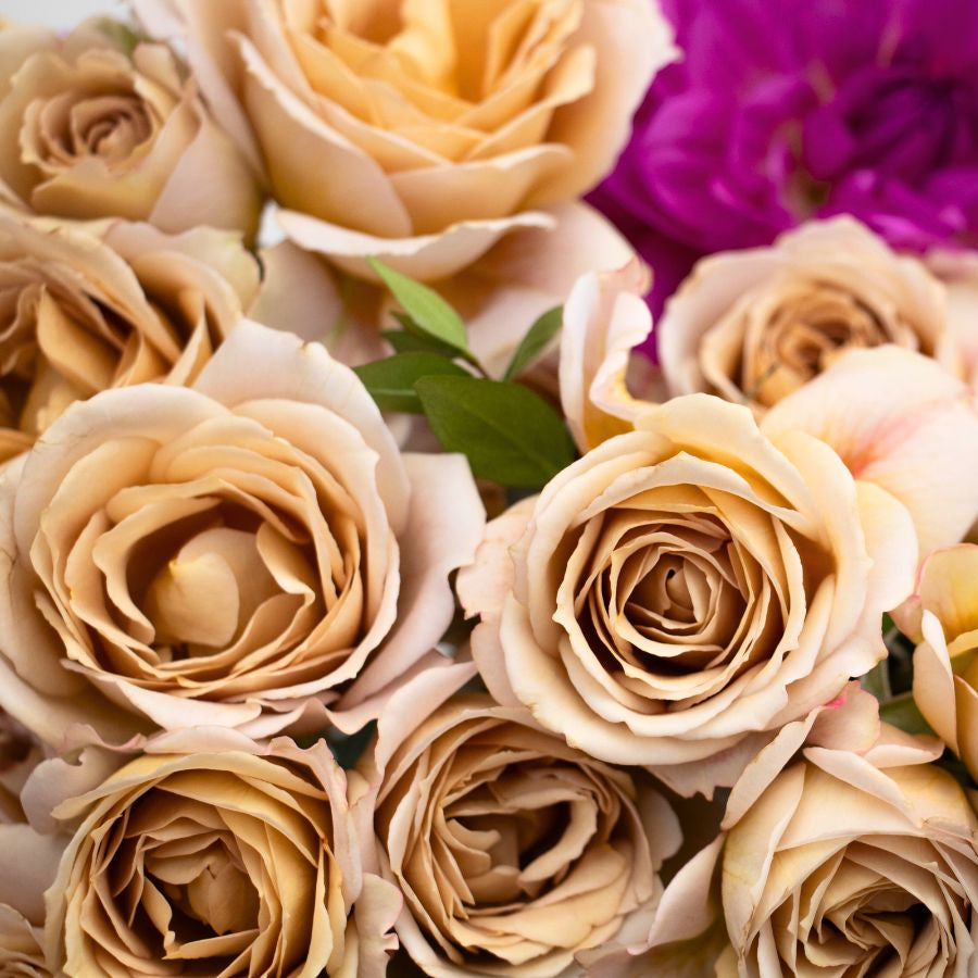 Rose du Japon Princesse Hana Spray (NOUVEAU 2026)