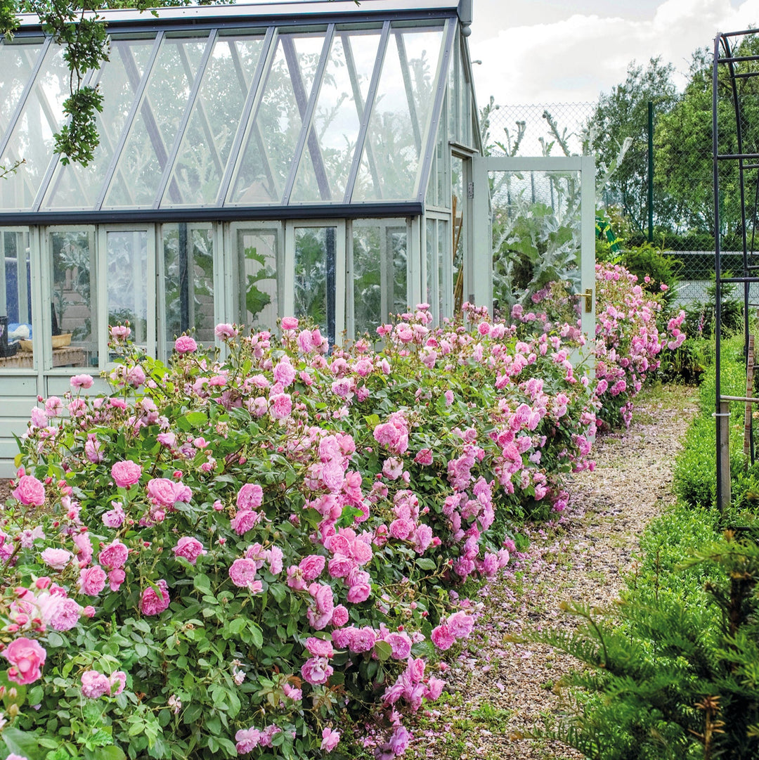 Harlow Carr (Aushouse)