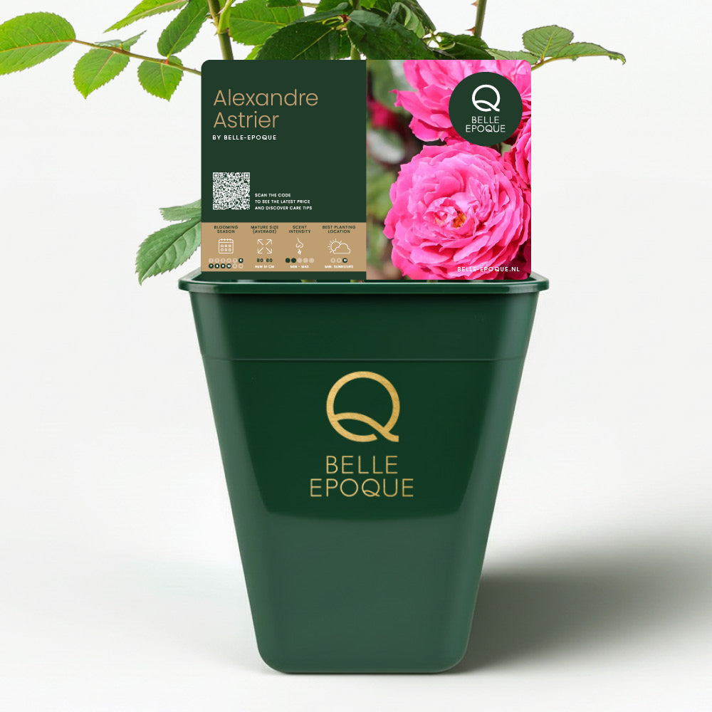 Alexandre Astrier (NEW 2026)