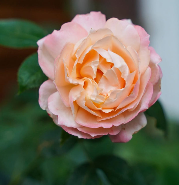 Japanese rose Princess Suki (Beloved)