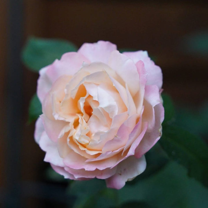 Japanese rose Princess Suki (Beloved)