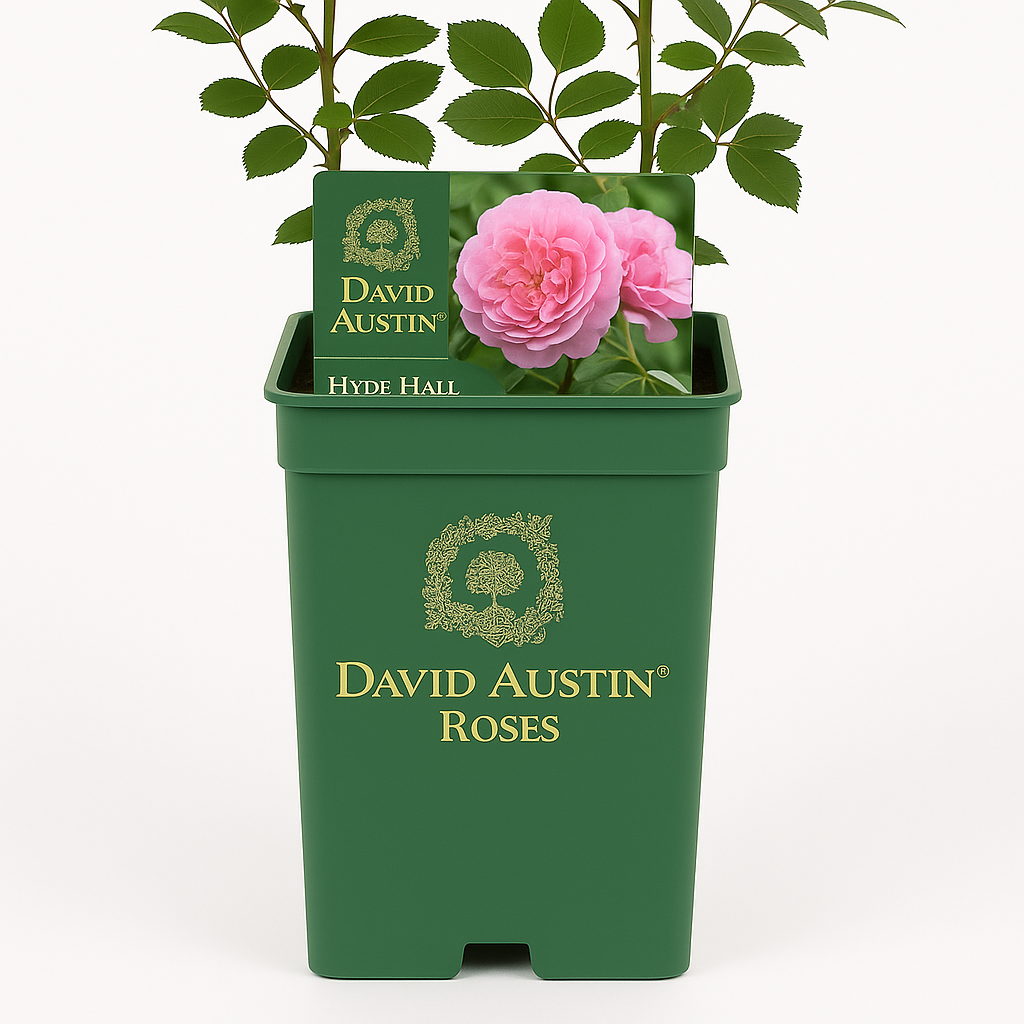 Hyde Hall (Ausbosky)