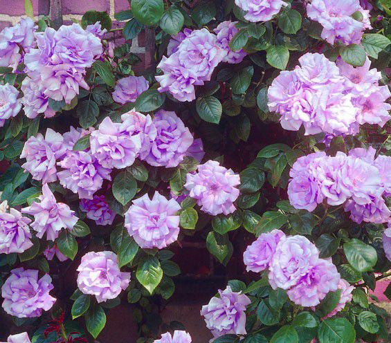 Indigoletta (XL Kletterrose)