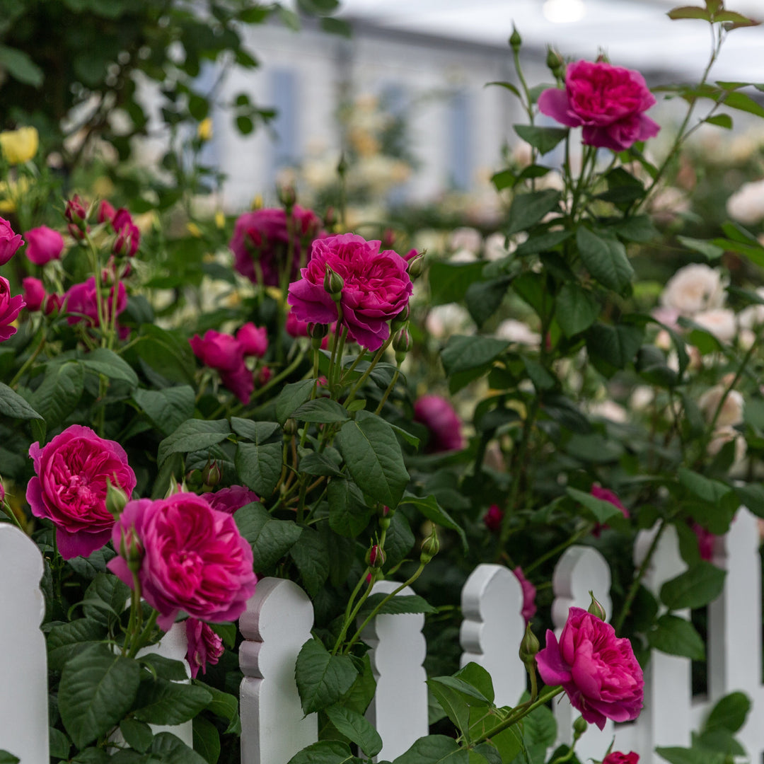 James L. Austin (Auspike)