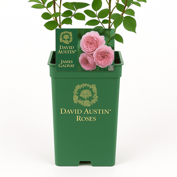 James Galway (Auscrystal)