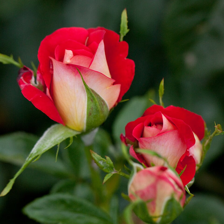 Rose japonaise BI – Kibo (Espoir) (NOUVEAU 2026)